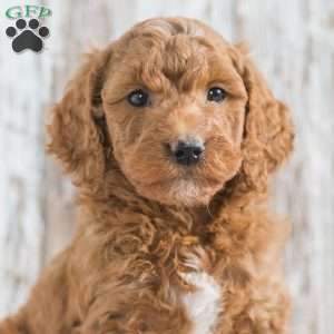 Jupiter, Mini Goldendoodle Puppy